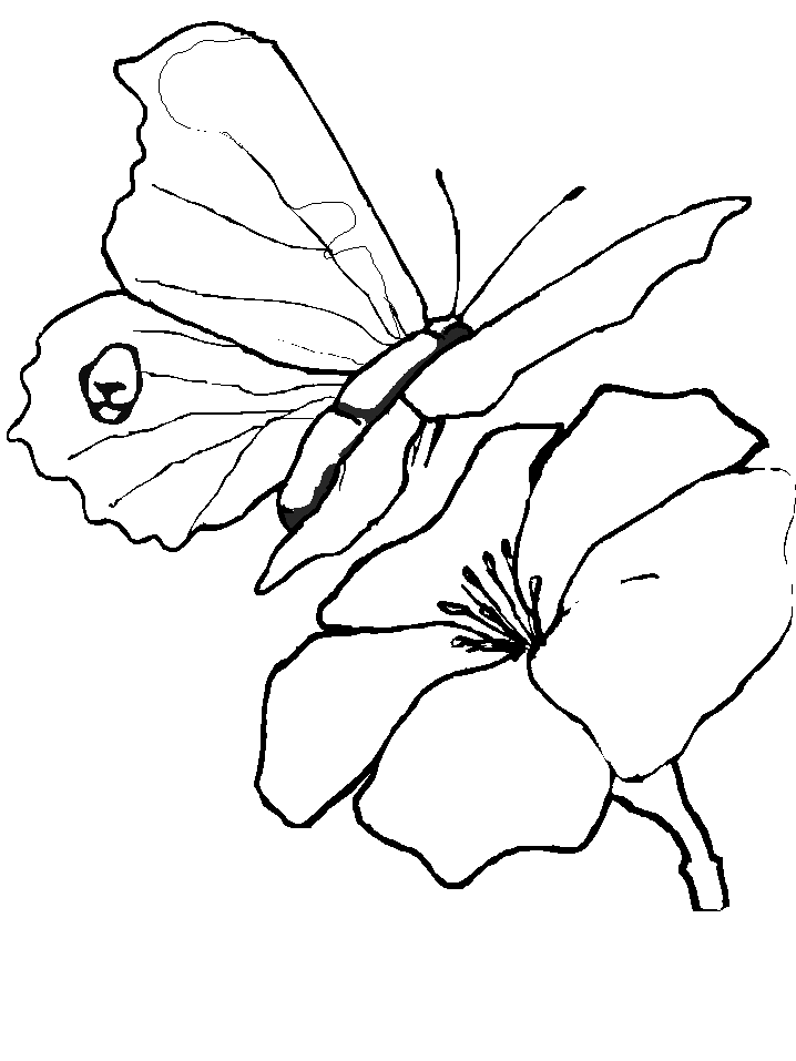 Plansa de colorat cu Fluturi 44 39
